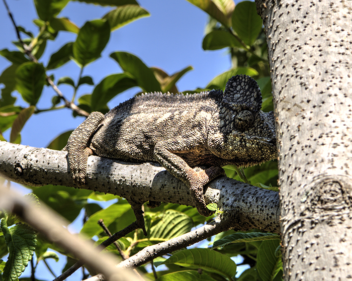 Pontera chameleon